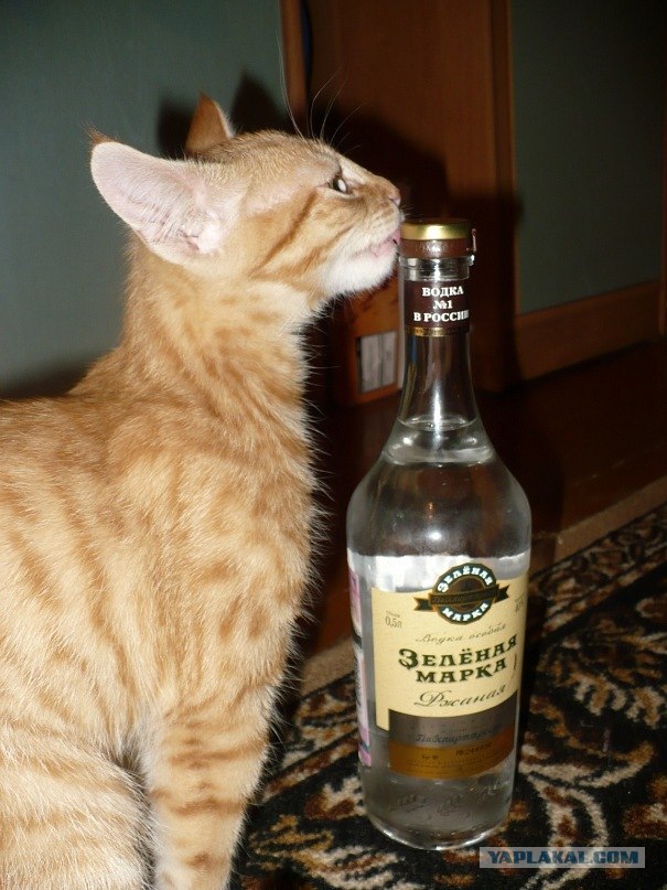 Котовторник 1 мая 2012