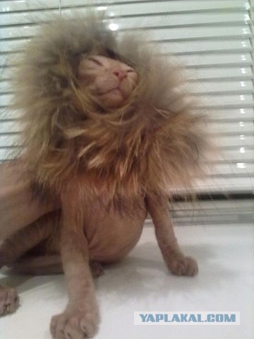 Котовторник на 26.06.12