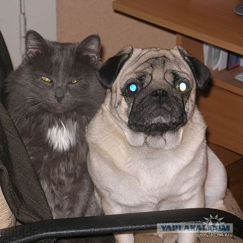 Котовторник  16.10.12