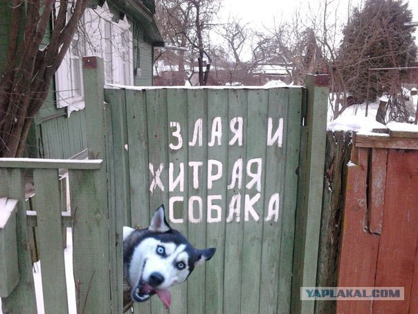 Однажды на выставке собак