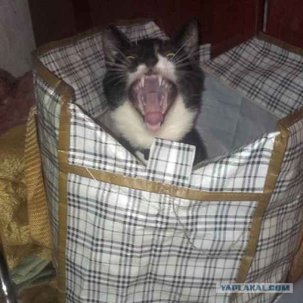 18 котов, которые плевать хотели на законы физики