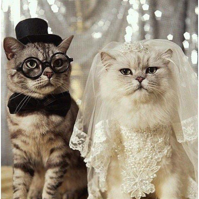 Забавные фото котеек