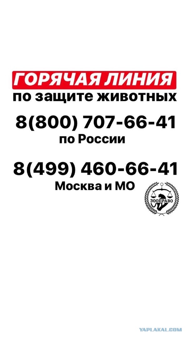 Помогите вернуть кота! Приют "Преданное сердце" украл кота и не отдает!-2