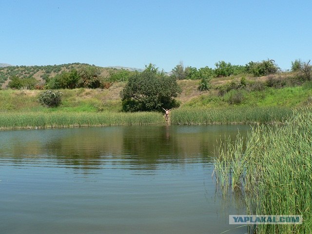 Ребрендинг Крыма