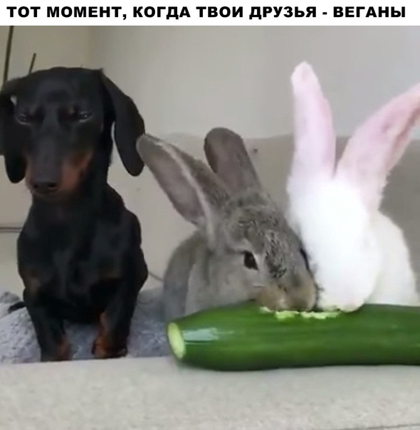 Картинок немного 25.12.19