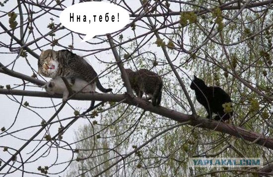 Злой кот