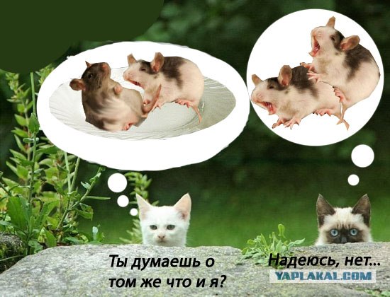 Фотожаба:Коты в засаде