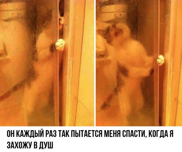 Разные картинки во вторник. С котами