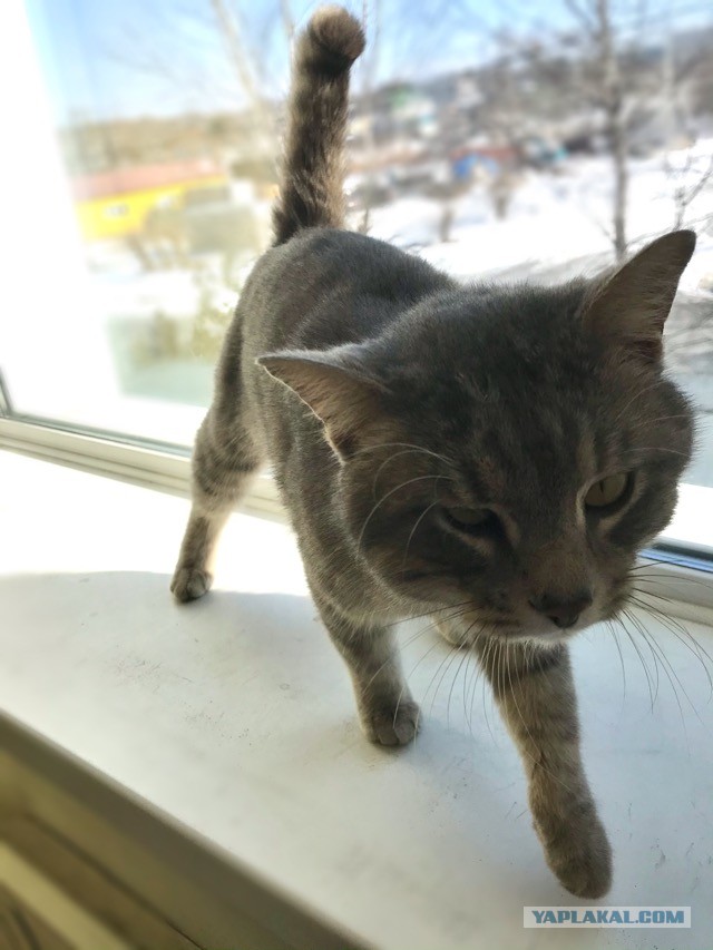 Всех с праздничком, но про котовторник не забываем))
