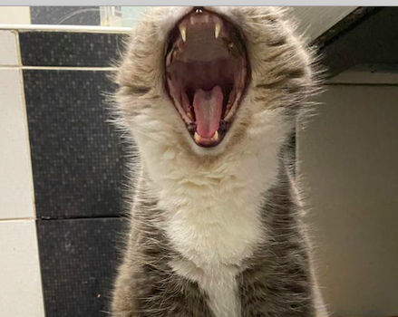 Кот и еда