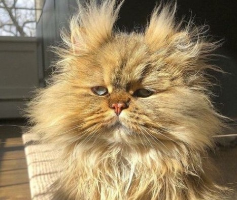 А котовторник уже начался?