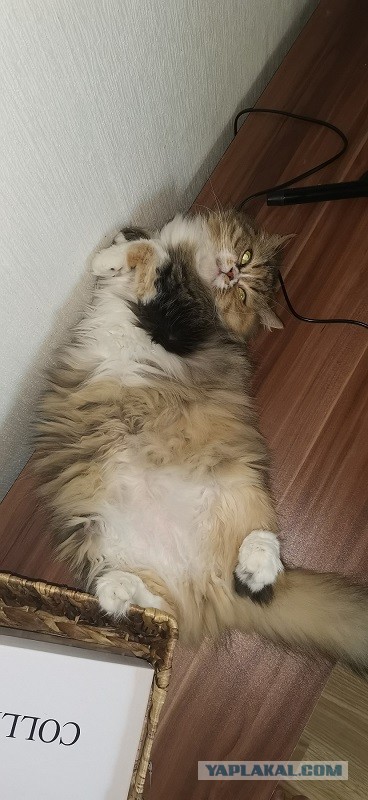 Хоба! Котовторник!