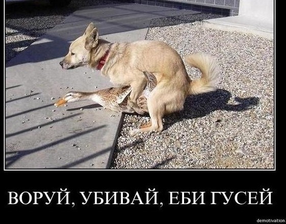 Никогда не думал, что у негров такое есть