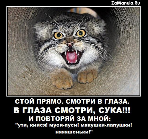 ТруЪ демотиваторы