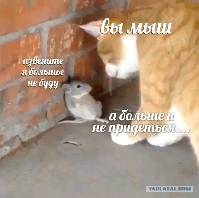Картинки всякие, развесёлые и не очень. Vol 2.