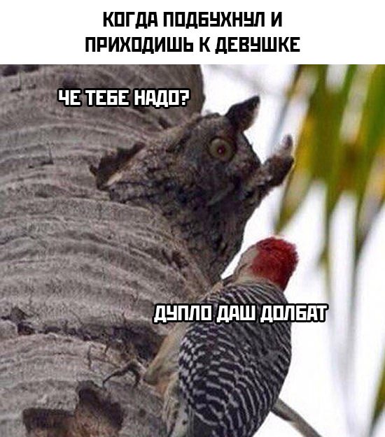 Картинки с надписями (баяны)