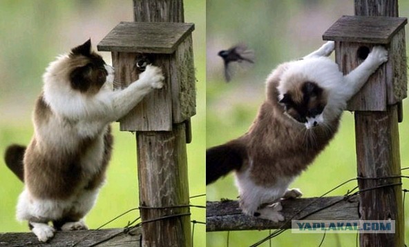 - Летите воробушки! Летите, голодные...