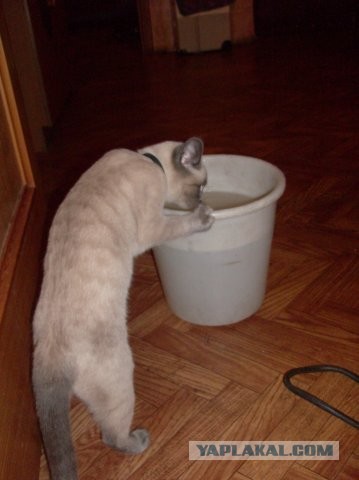 Котовторник 16.04.2013