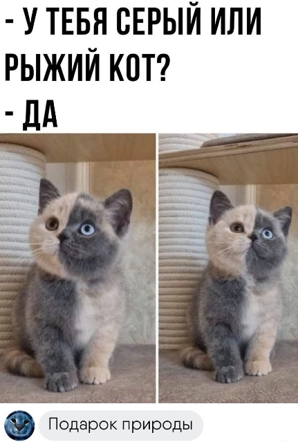 Забавные комментарии из социальных сетей (07.08.23)
