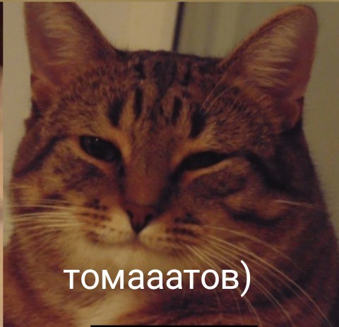 Уборка помидор из Италии