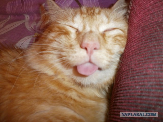 Это любовь. Однозначно!