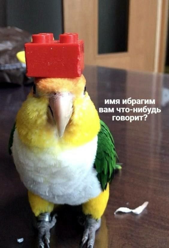 Нуштош 08.10.2024