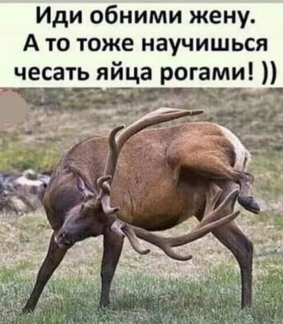 Весёлый полтишок 16.02.25