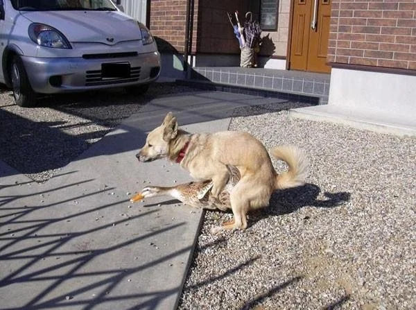 Верующий гусь