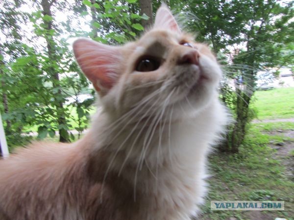 Котовторник 9.07.2013