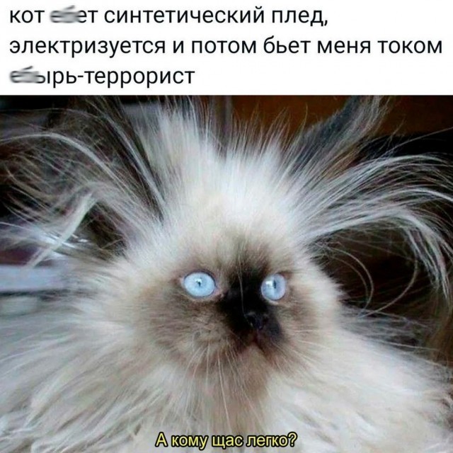 К котовторнику: подборка картинок-баянов с котиками и про котиков. Выпуск 27.