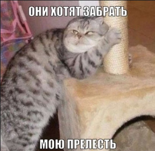 Получили заказ на перевозку когтеточки