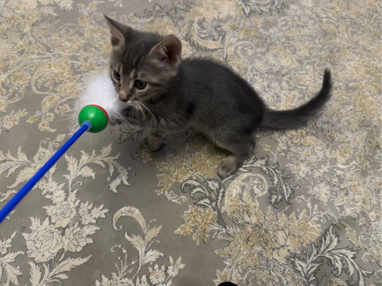 Еще один спиногрыз на мою шею)