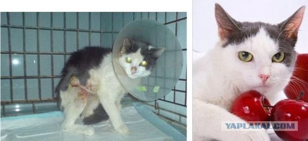 Про спасенных котеек
