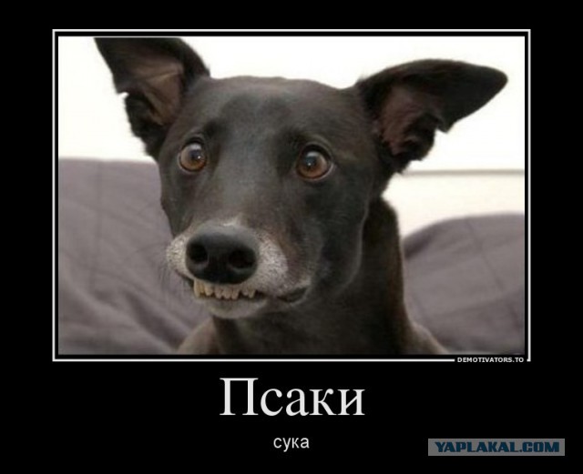 Псаки опять жжот!