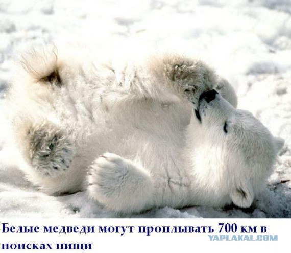 Факты в картинках