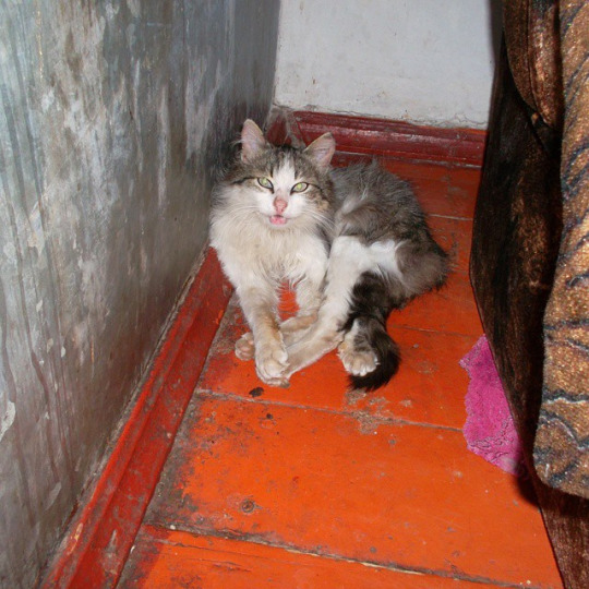 Котовторник 07 04 2015