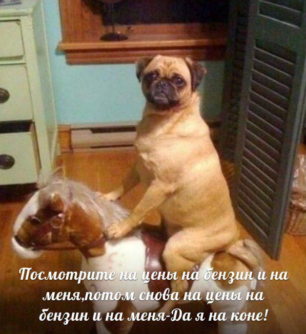 Автоприколы-4