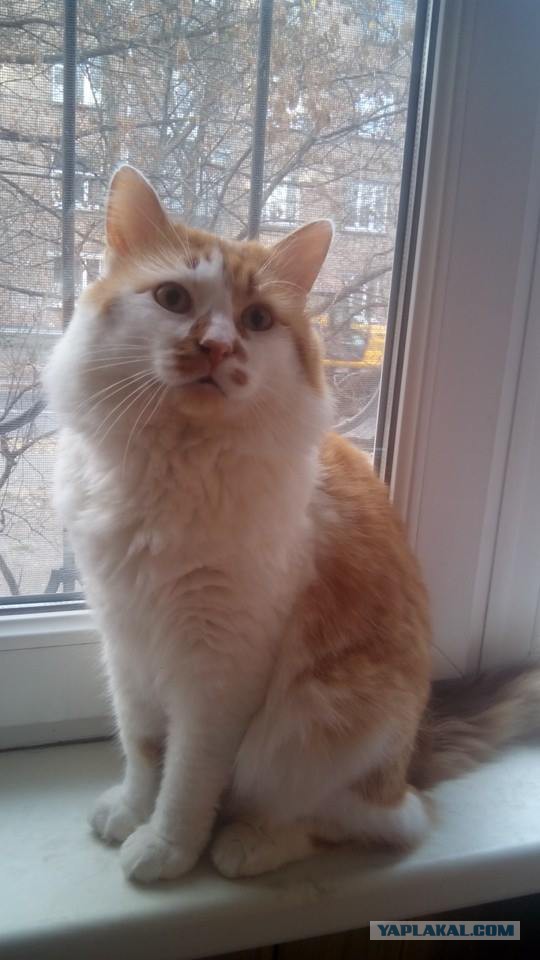 Котовторник  10.11.2015