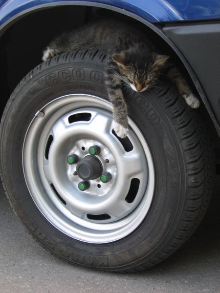 Коты, кошки, котята