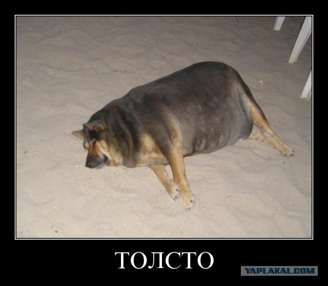 Про кота