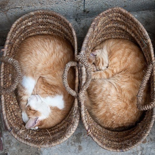 Прикольные животные