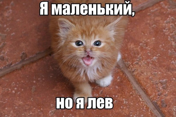 Прикольные животные