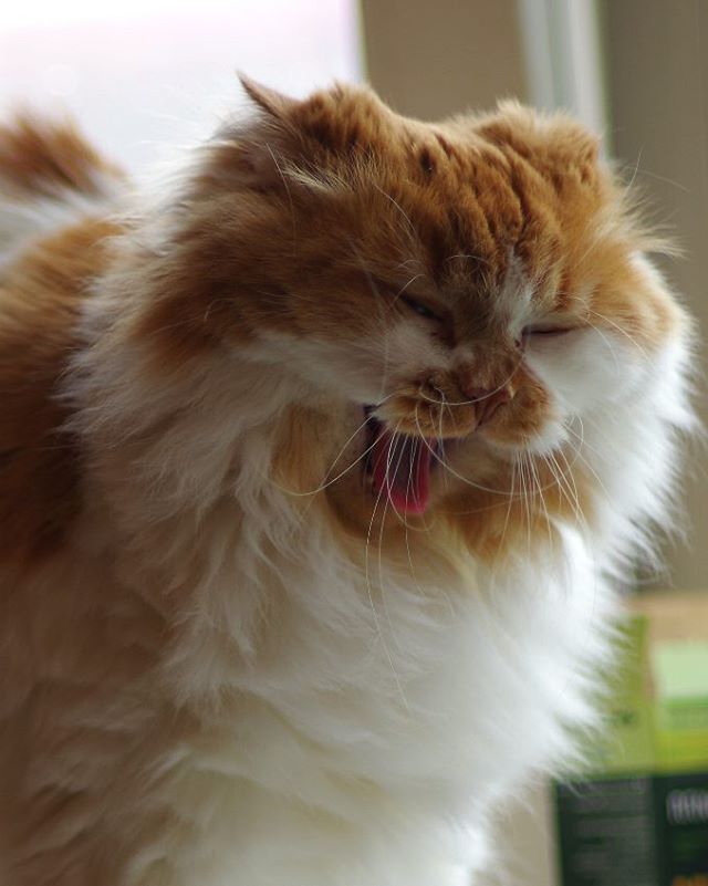 Мой зевающий кот