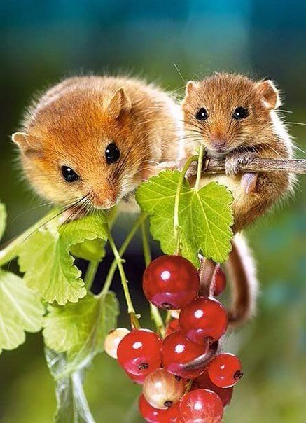 Разные картинки из сети