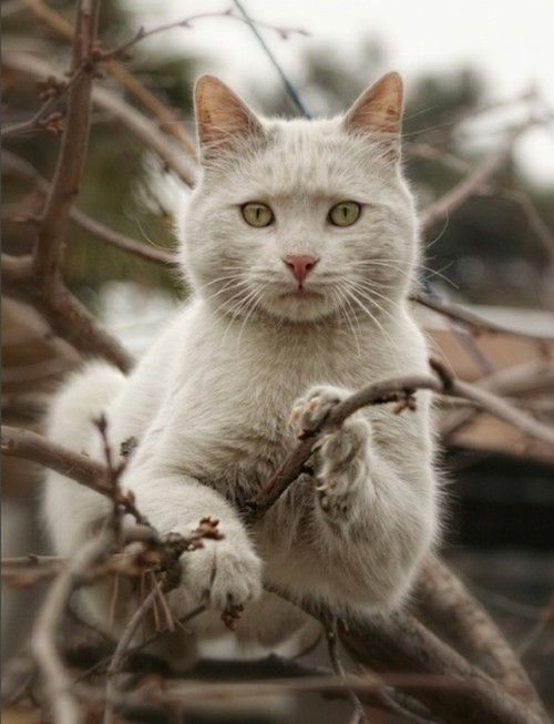 Коты из сети