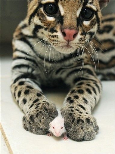Коты из сети