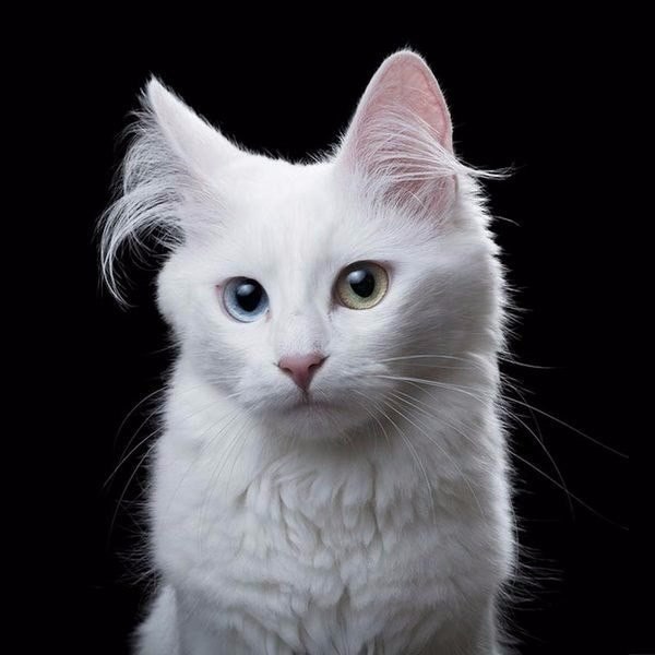 Коты и Кошки