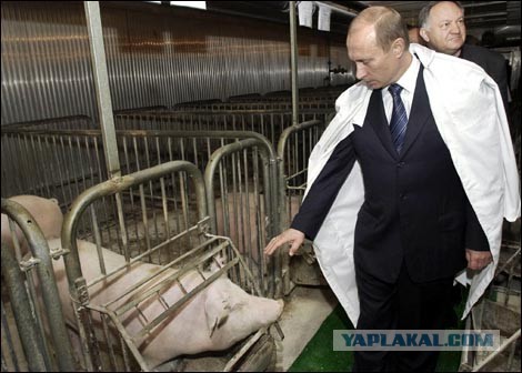 Дешевой свинины не будет.