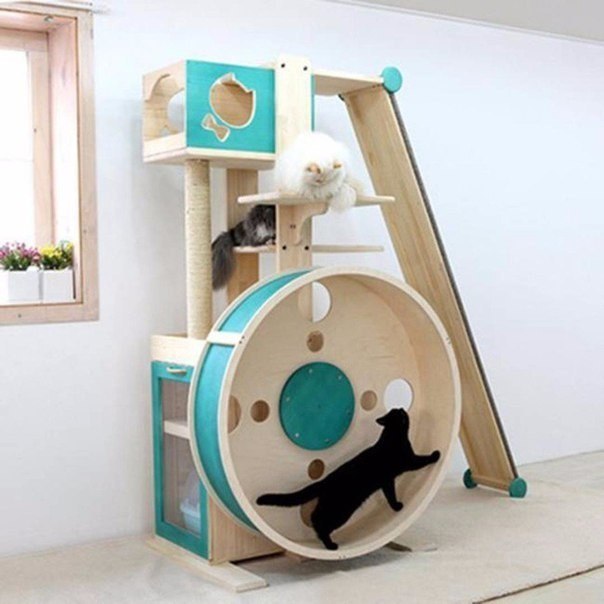 Коты и Кошки
