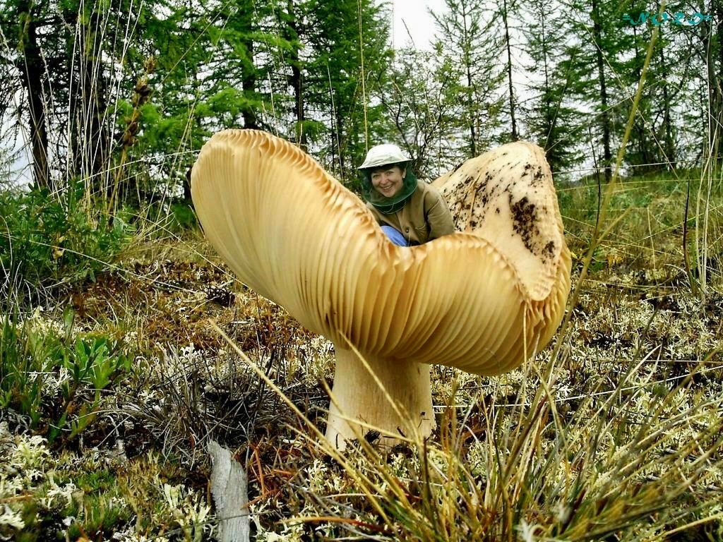 Самые крупные живые организмы. Гриб Армиллярия Мичиган. Самый большой гриб в мире Орегон. Самый гигантский гриб в мире. Гриб-монстр Armillaria ostoyae.